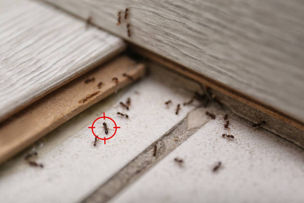 Best Wildlife Control Services  in Huntsville, MO