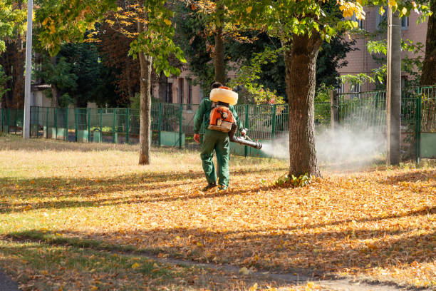 Best Flea Control Services  in Huntsville, MO