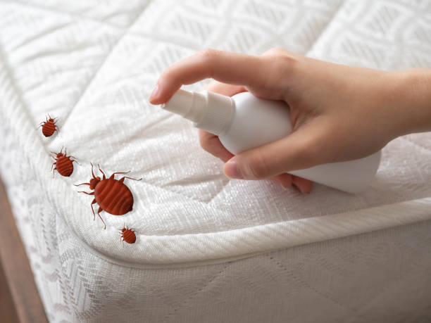 Flea Control Services in Huntsville, MO